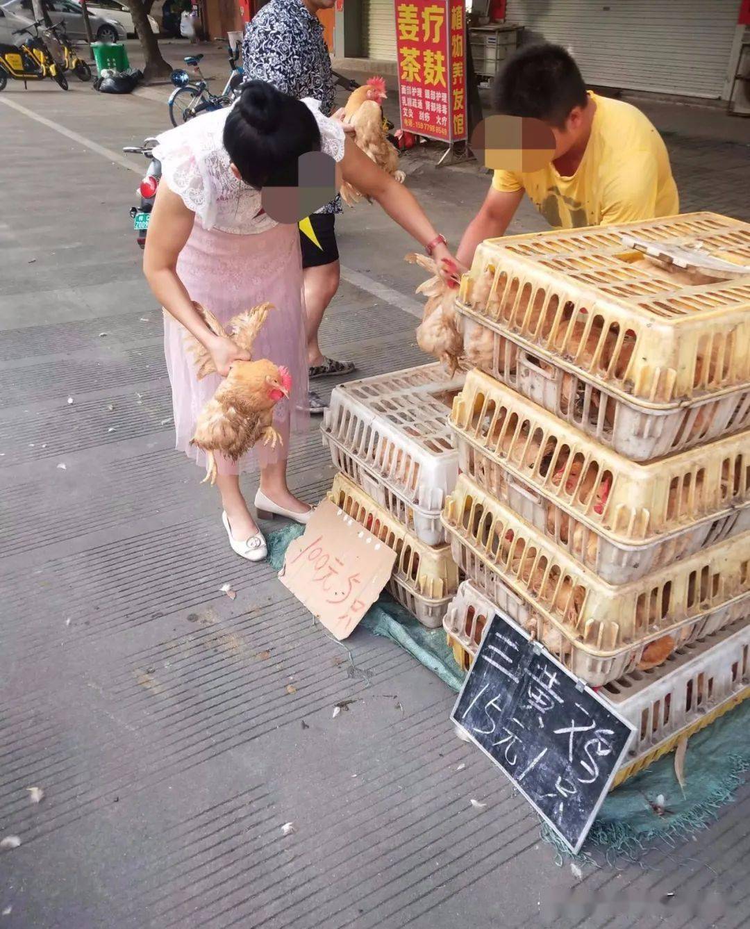 玉林城西菜市场周边100块3只鸡养鸡惨养鸡难养鸡低到想转行你会买吗