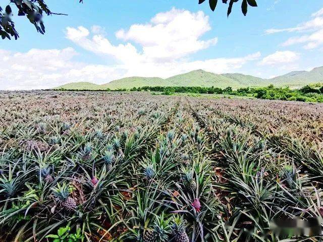 67约吗来台山吃台湾金钻凤梨啦四九种植了100亩