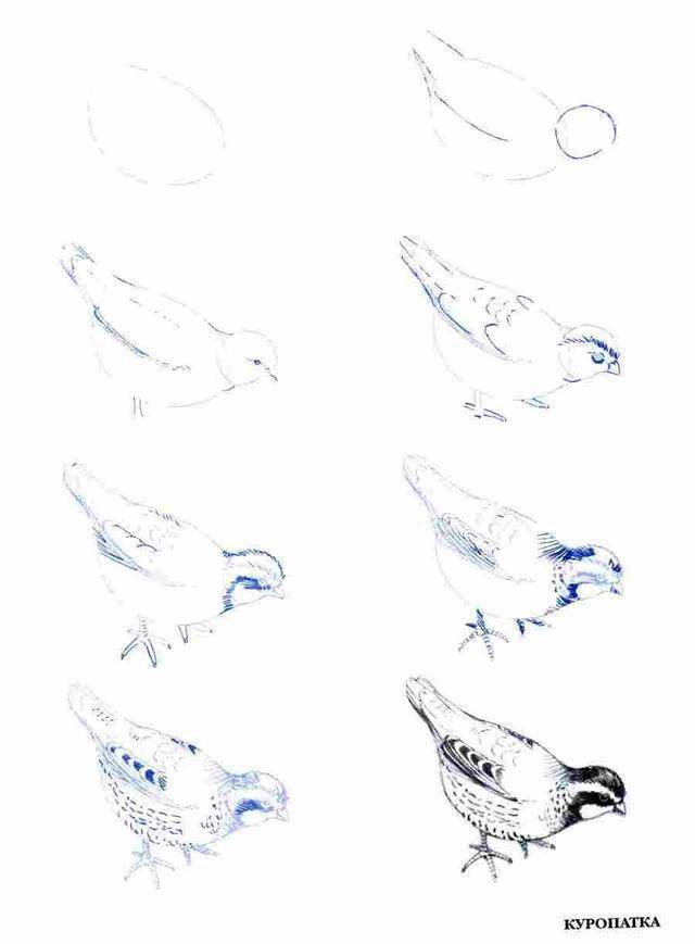 超干货 i 50种鸟类的画法