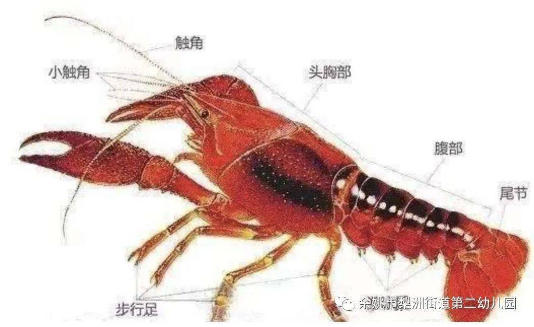 龙虾的身体结构是什么样的呢?龙虾吃什么?龙虾又是生活在哪里的?