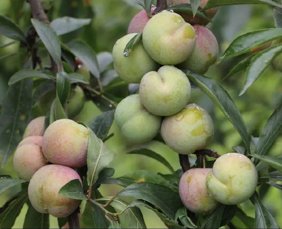 的,透亮青的李子诱惑着我们去大饱口福各个桃园争先散香下八庙镇普济