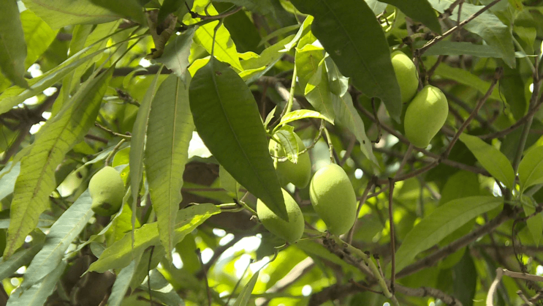 河源市民绿化芒果不可食用你们知道吗