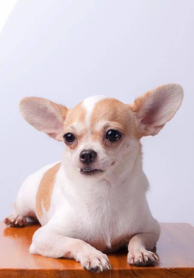 小型犬中比较好养的狗狗有哪些你家里有没有养过呢新手要了解