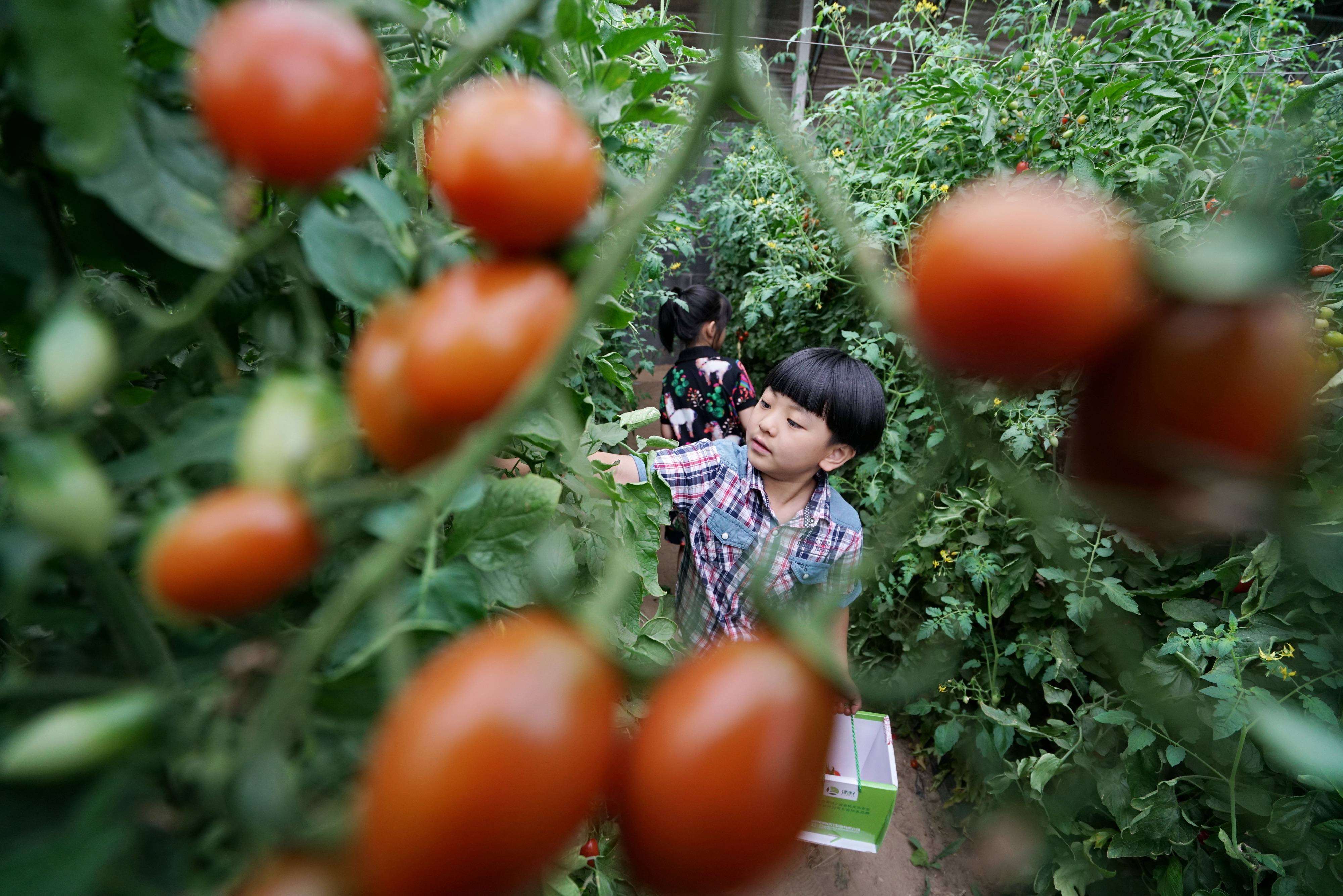 6月21日,小朋友在滦州市雷庄镇吉祥现代农业园区大棚内采摘樱桃西红柿