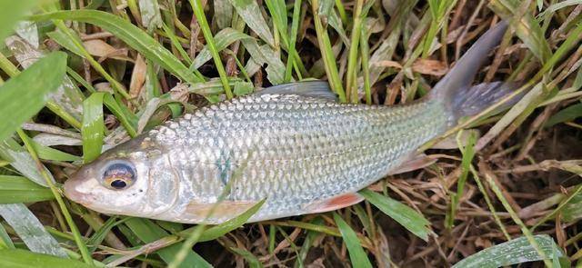 土鲮继续上了几条,都不算大,鲫鱼再上一条.