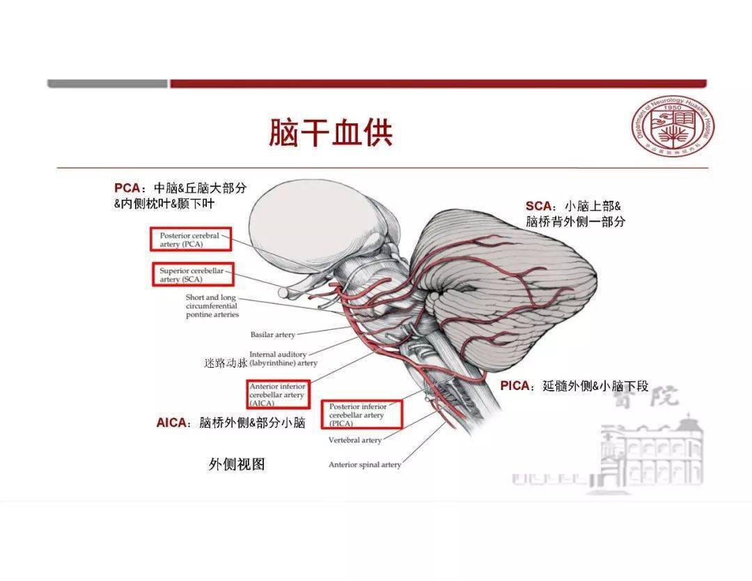 季系列讲座—脑血管解剖基础,课程中大脑半球血供,脑干,小脑血供