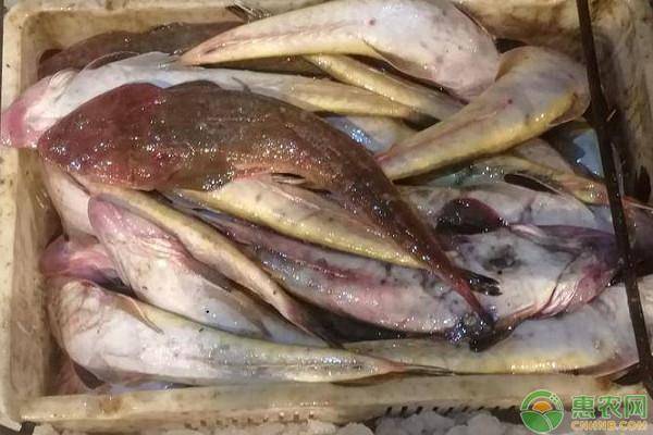 鲬鱼价格多少钱一斤?