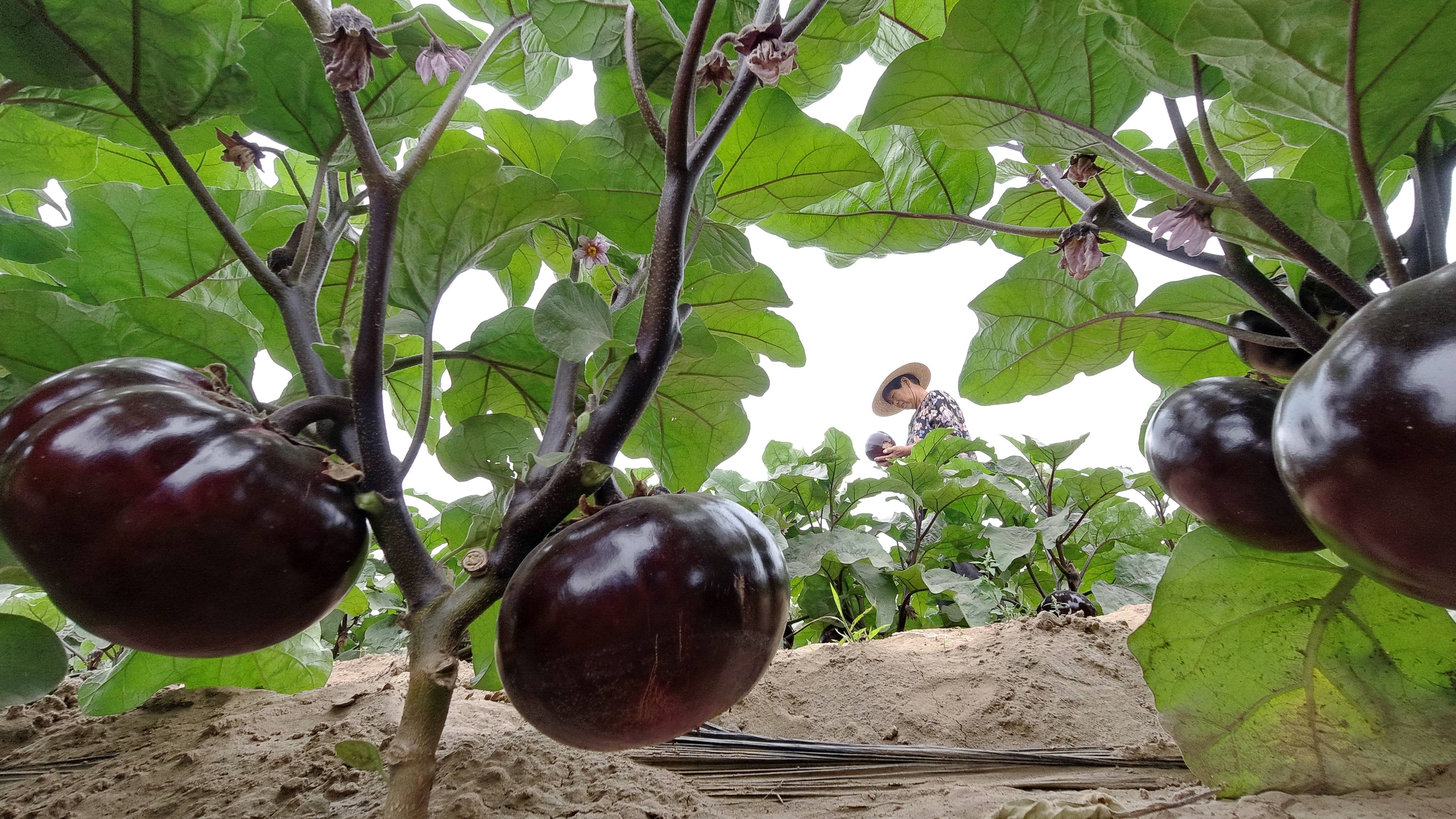 6月21日,滦州市小马庄镇大马庄村的菜农在收获茄子
