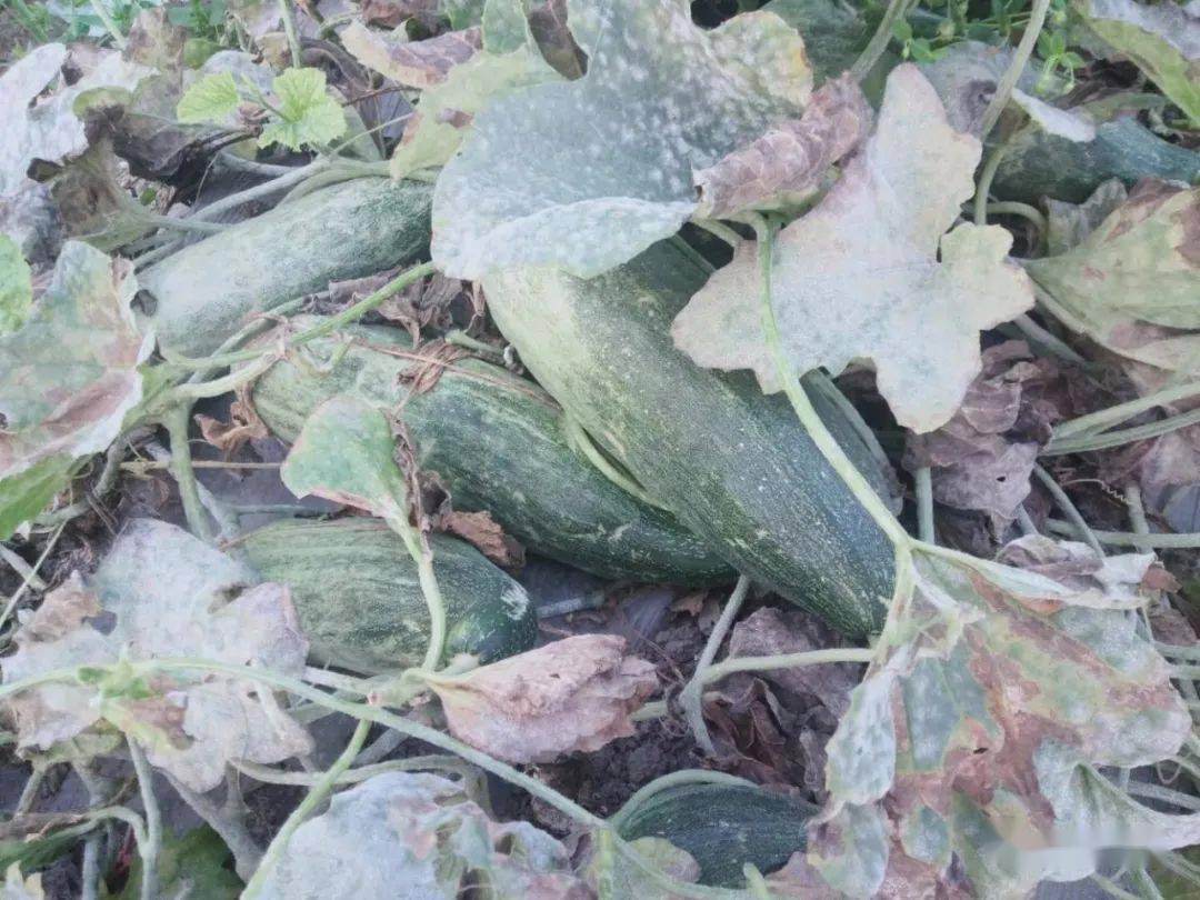 不得了万福这位西瓜种植大户大降价