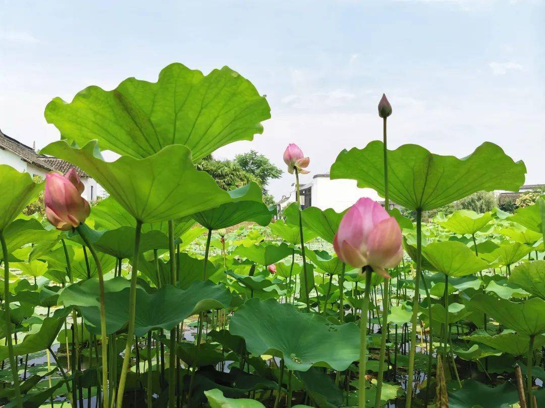 叶子廊下生态园的荷花塘里探出身子荷花早已按耐不住气温上升夏至已至