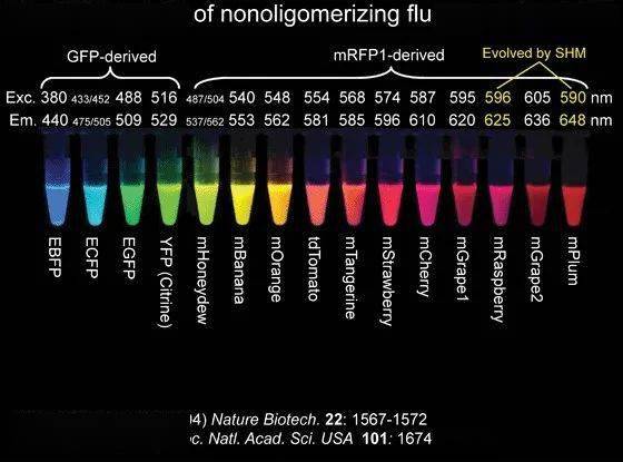 不同波长范围的荧光蛋白示意