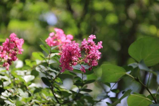 走進綠野仙蹤赴一場夏日清涼之約