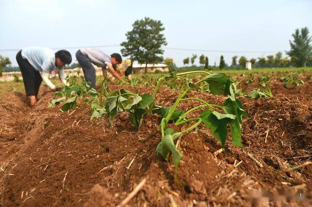 安徽農民種植紅薯處處精打細算掌握竅門年賺6萬元