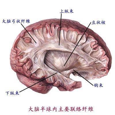 本術式有以下優點:(1)不需要切開皮層,到達三腦室最近,經縱裂分開大腦