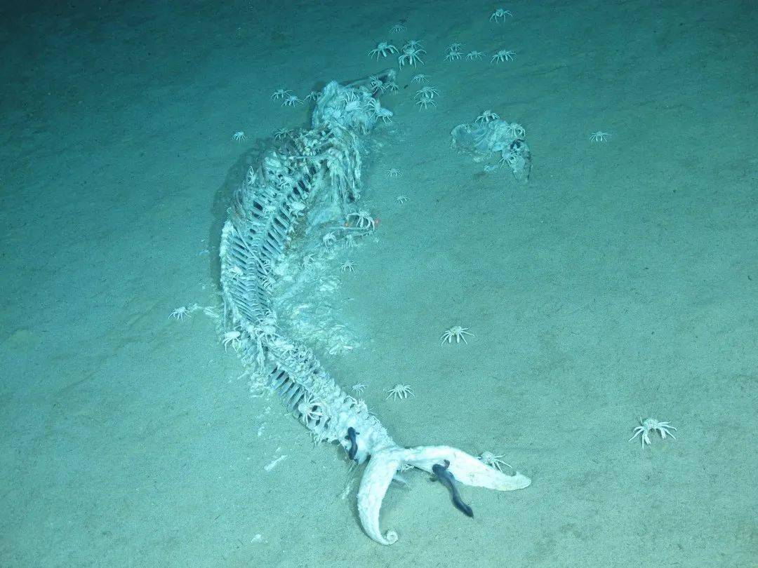 鲸落:一头鲸的死亡,形成了一个深海生态系统