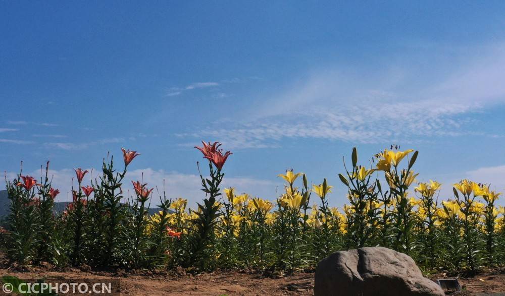 山东邹平:白云深处百合开