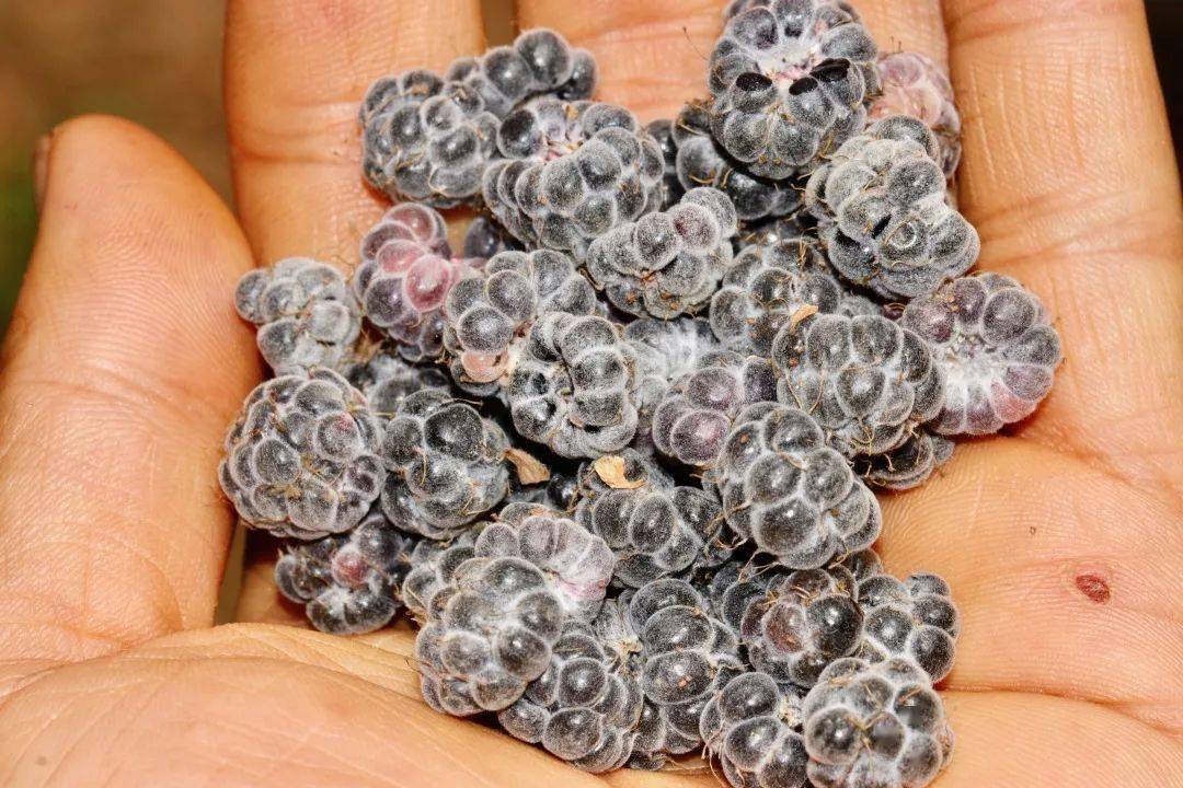 图片:翦翳翎市场上还有以黄泡为代表的悬钩子属植物果实.