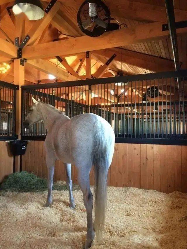 00(视疫情暂定)地点:上海主讲人:申戈《马房管理》一书译者及申申马术