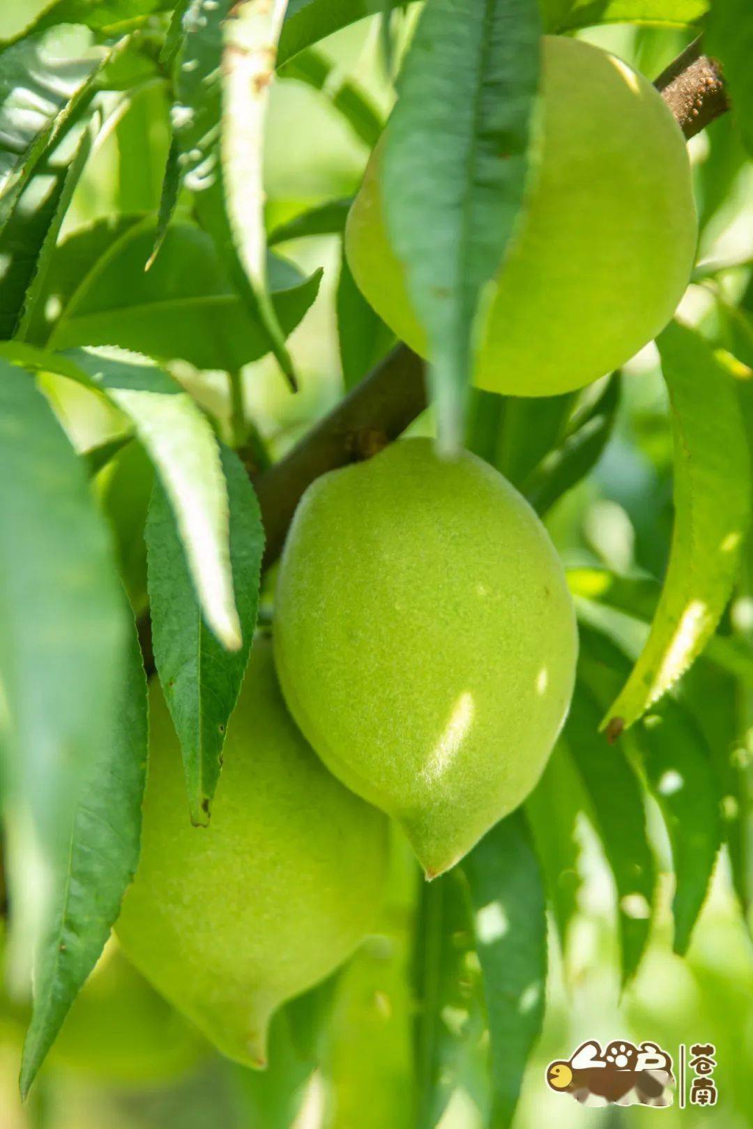 这个暑假我要撒欢了玩第一站就先去果园摘个桃子吧