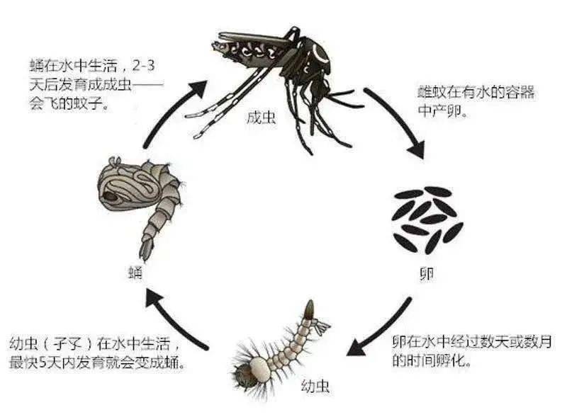 蚊子是完全变态发育,一生分四个阶段:卵,幼虫,蛹,成虫
