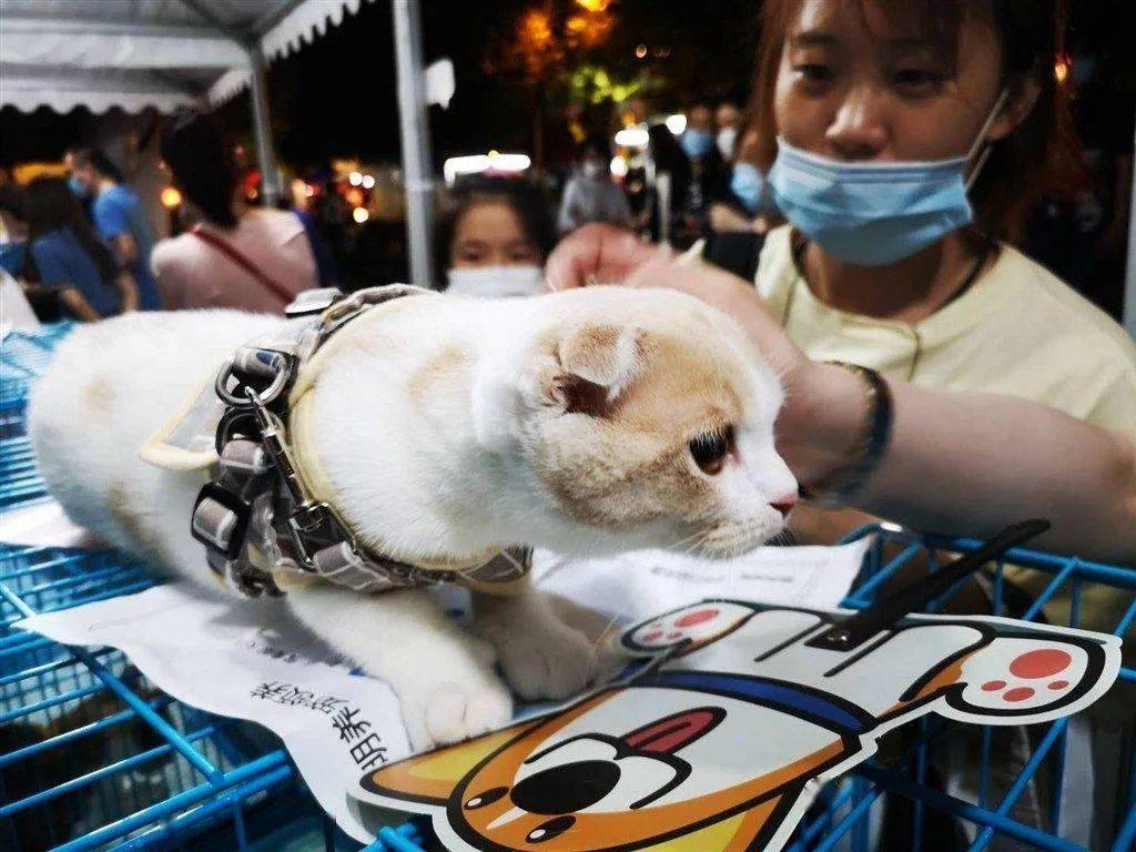 上海 宠物_上海宠物展_上海猫咪宠物店