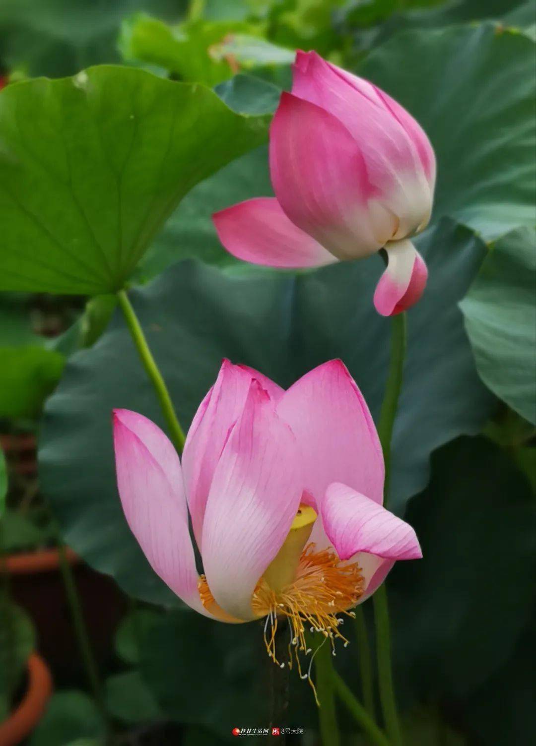 好看中通外直不蔓不枝西山公园3500余盆荷花美爆了到处都是荷香