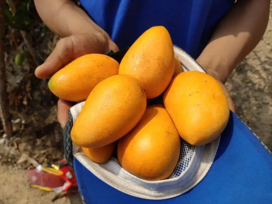 产地食材▎海南小台芒水润的果肉透着一股子新鲜劲清甜多汁软糯细嫩
