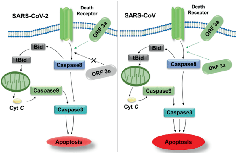 病毒学国家重点实验室周溪研究组在新冠病毒orf3a蛋白诱导细胞凋亡