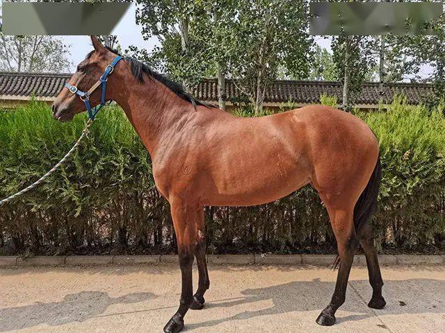 优质国产纯血马出售_澳洲