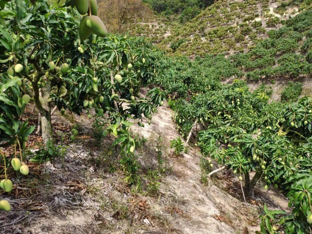 产地食材▎海南小台芒水润的果肉透着一股子新鲜劲清甜多汁软糯细嫩