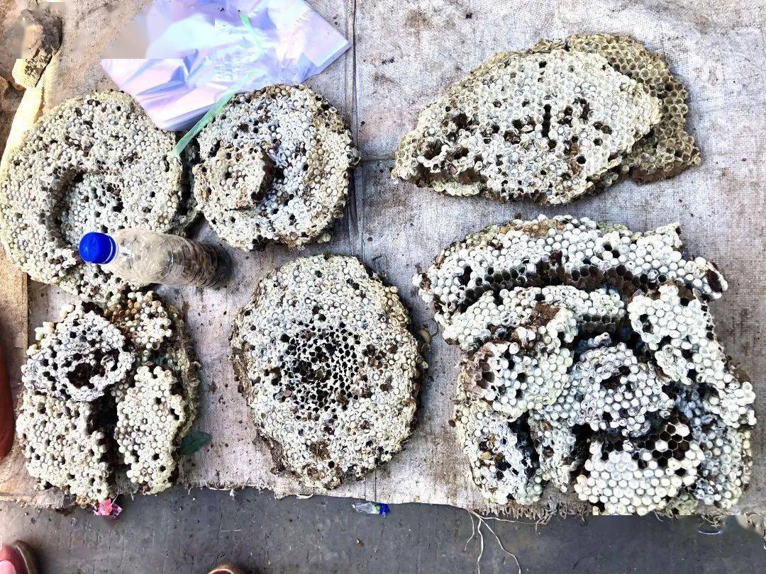 西双版纳带毒的美食看看你吃过多少