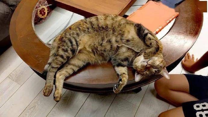 这猫有毒,小男孩吸了一口后,竟变成这样