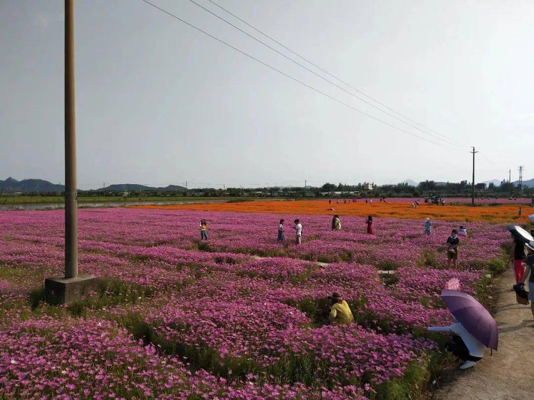 江門賞石板沙疍家風情打卡網紅彩虹村