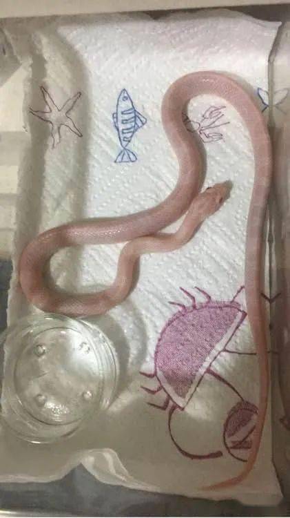 但是它们的身体会更接近透明化一些,在白色的皮囊下包裹着粉嫩嫩的