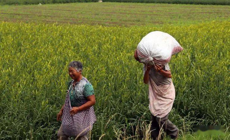 6月21日,走进获得国家地理标志,全国黄花菜四大产区的大荔县苏村镇的