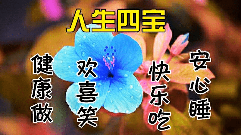 7張唯美的早安圖片帶字,漂亮好看的鮮花早上好問候語圖片