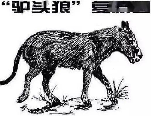 02,棺材兽,据说棺材兽最先是被我国科学家所发现的,发现地就位于