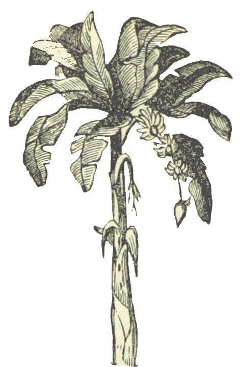 你要的拼贴风植物素材都在这里内附57组拼贴植物