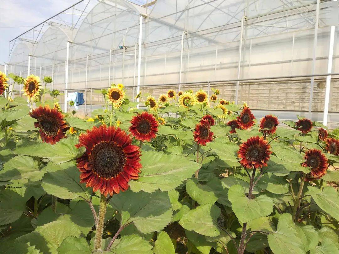 栽培实录那一片彩色向日葵开了