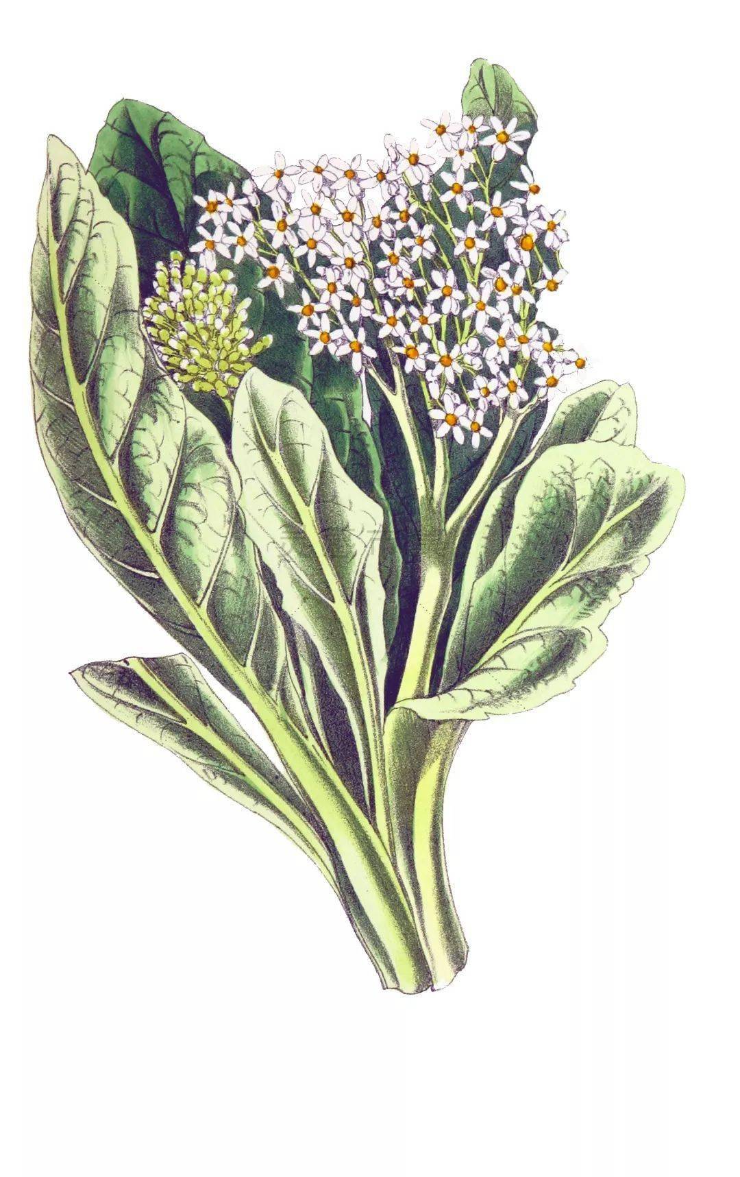 你要的拼贴风植物素材都在这里内附57组拼贴植物