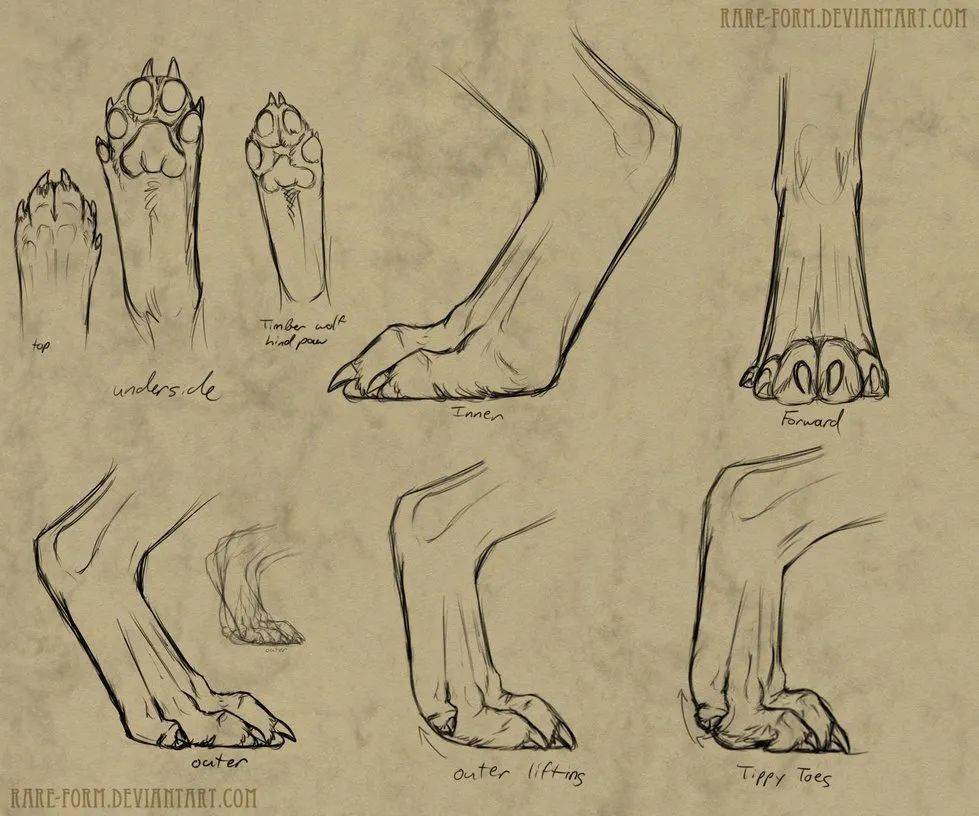 动物的脚美术作品图片