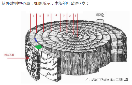 树年轮结构示意图图片