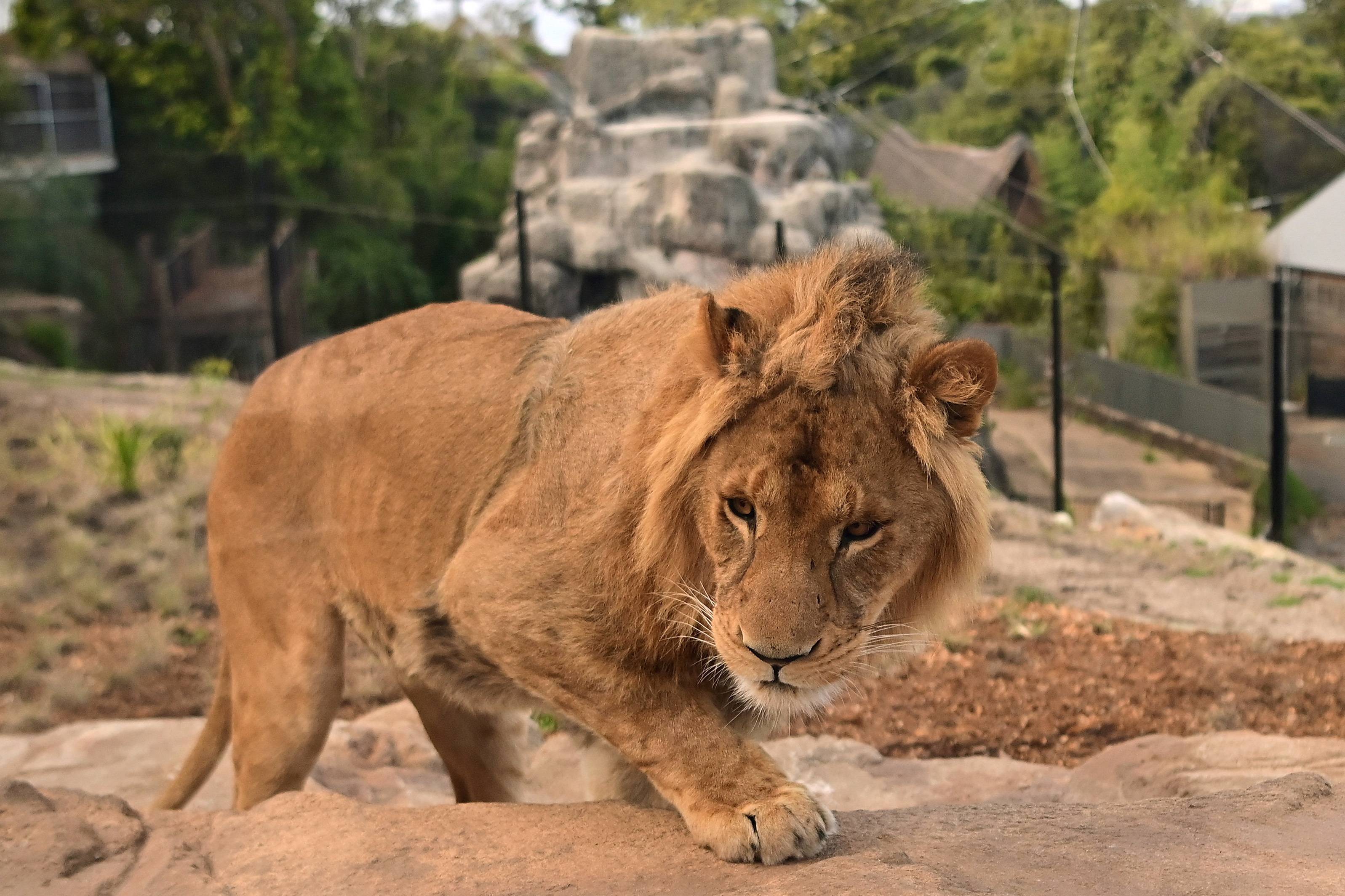 天津动物园狮子图片