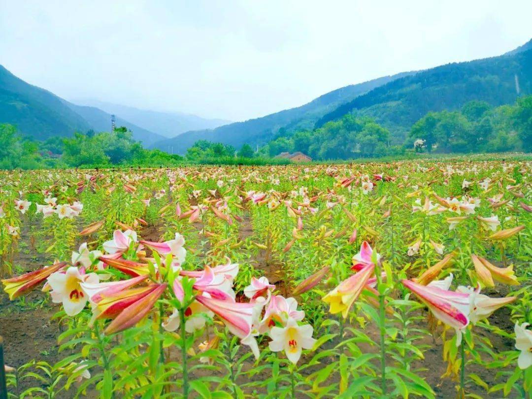 寶雞秦嶺深處驚現百畝百合花海白雲就在這裡花香四溢景美人少速來