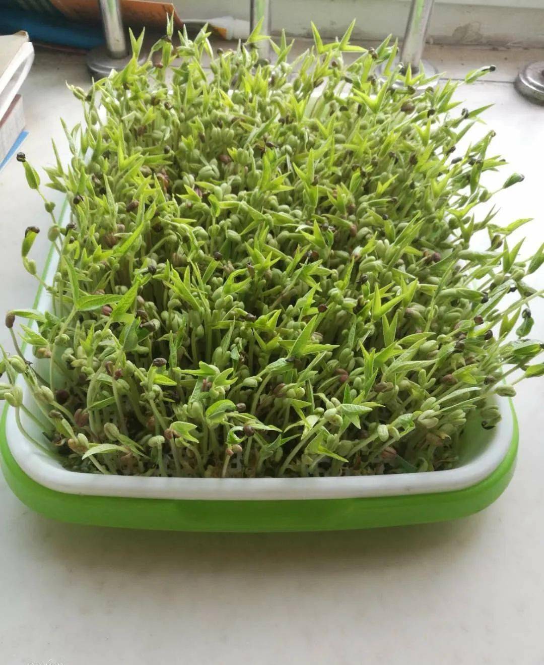 【街道信息】胜利街道温馨家园开展线上植物盆栽种豆芽活动