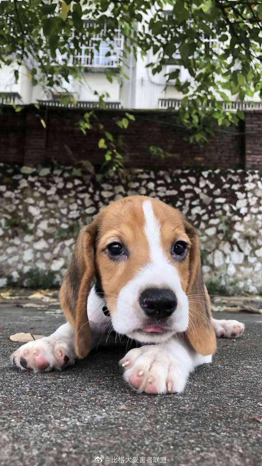 一只软萌可爱的狗狗,长大竟发生巨大的变化_萨摩