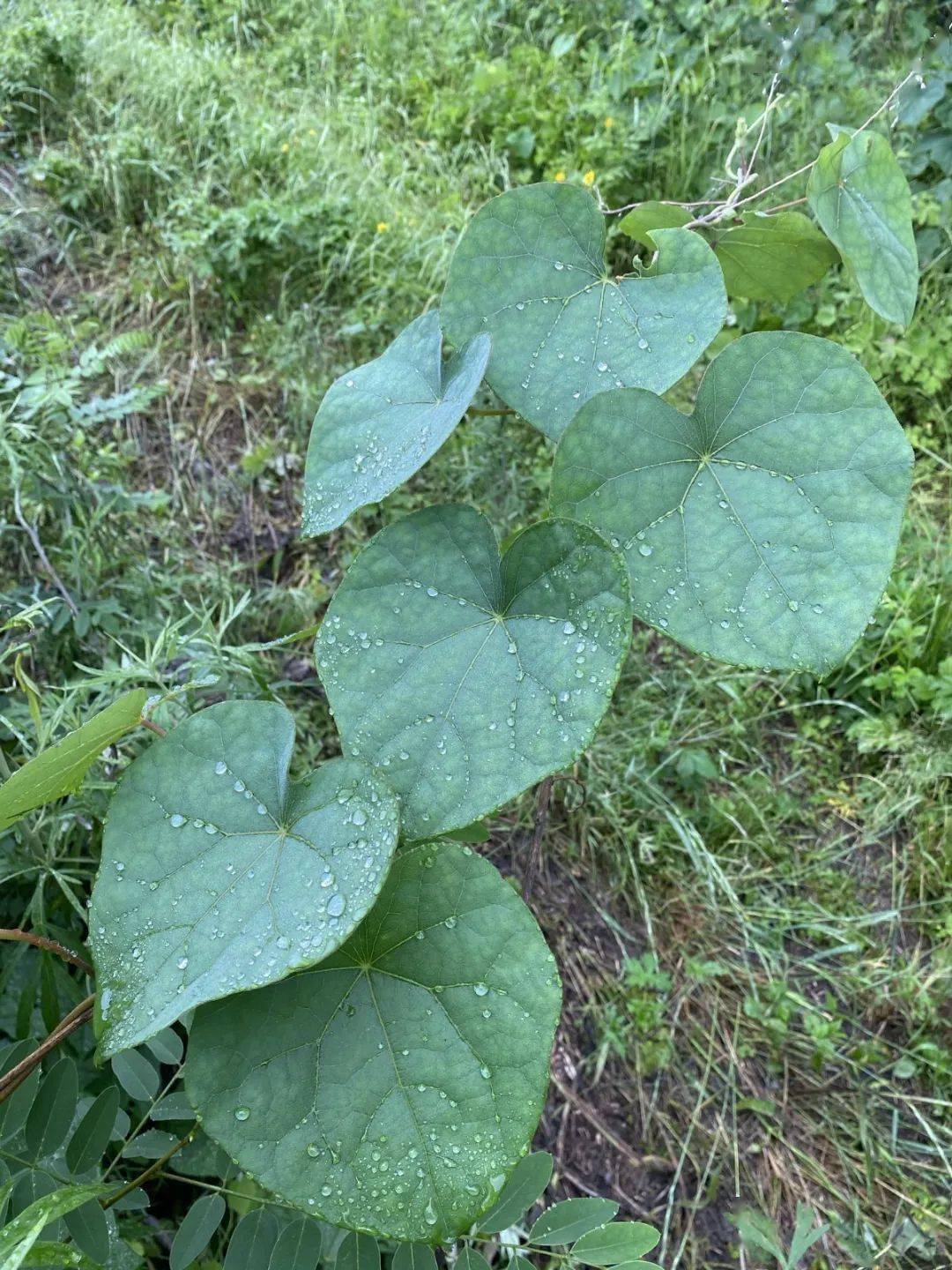 他们说今年的端午真的很特别