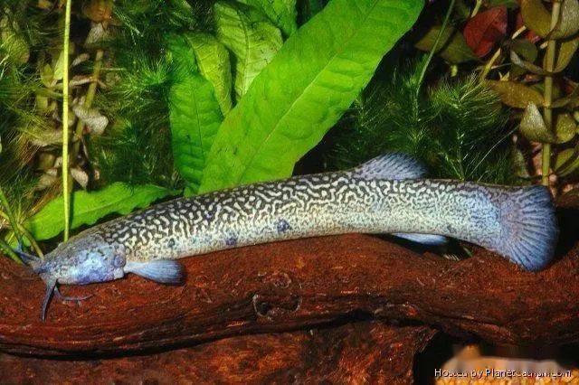 每天认识一种南美鱼78马氏沙毛鼻鲶