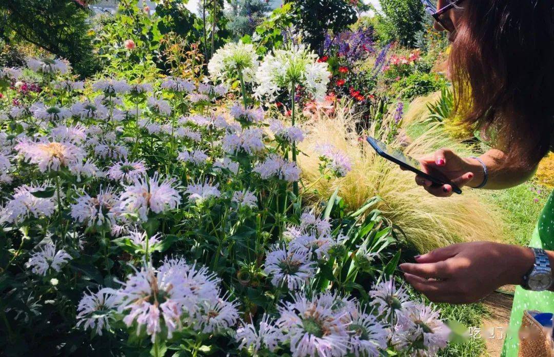 终于出现了一个这样的花园|躲在大理苍山下的猫米花园