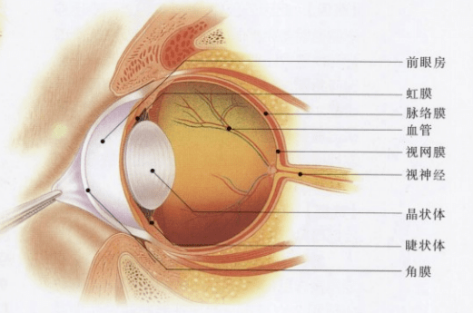 猫咪的眼睛●可能会出现哪些疾病